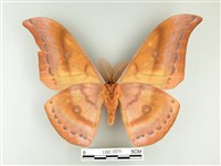 大透目天蠶蛾藏品圖，第2張