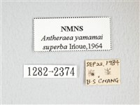 大透目天蠶蛾藏品圖，第3張