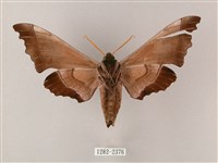 齒翅三線天蛾藏品圖，第2張