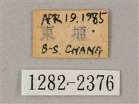 齒翅三線天蛾藏品圖，第3張