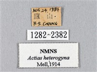 臺灣長尾水青蛾藏品圖，第3張