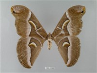 眉紋天蠶蛾藏品圖，第1張