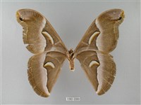 眉紋天蠶蛾藏品圖，第2張