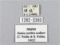 眉紋天蠶蛾藏品圖，第3張