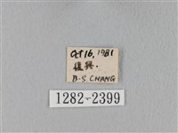 鋸緣枯葉蛾藏品圖，第3張