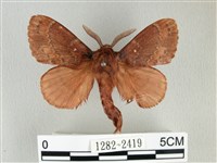 鋸紋枯葉蛾藏品圖，第1張