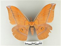 紅目天蠶蛾藏品圖，第1張