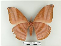 紅目天蠶蛾藏品圖，第2張