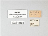 紅目天蠶蛾藏品圖，第3張