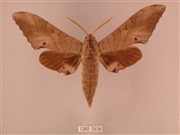 栗六點天蛾藏品圖，第1張