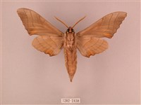 栗六點天蛾藏品圖，第2張