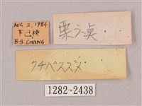 栗六點天蛾藏品圖，第3張