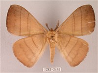 黑胸帶蛾藏品圖，第2張