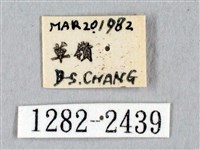 黑胸帶蛾藏品圖，第3張