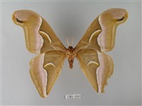 眉紋天蠶蛾藏品圖，第2張