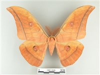 大透目天蠶蛾藏品圖，第1張