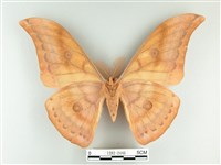 大透目天蠶蛾藏品圖，第2張