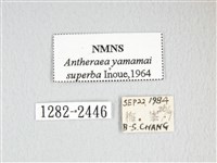 大透目天蠶蛾藏品圖，第3張