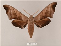 齒翅三線天蛾藏品圖，第1張