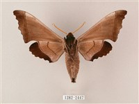 齒翅三線天蛾藏品圖，第2張