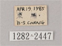 齒翅三線天蛾藏品圖，第3張