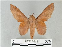 鋸緣枯葉蛾藏品圖，第1張