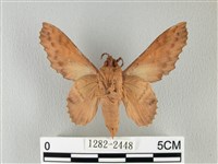 鋸緣枯葉蛾藏品圖，第2張