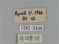 鋸緣枯葉蛾藏品圖，第3張