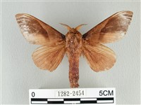 大褐斑枯葉蛾藏品圖，第1張