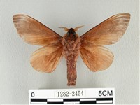 大褐斑枯葉蛾藏品圖，第2張