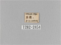 大褐斑枯葉蛾藏品圖，第3張