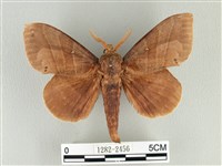 松大毛蟲藏品圖，第1張