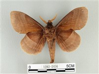 松大毛蟲藏品圖，第2張