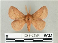 褐斜帶枯葉蛾藏品圖，第1張