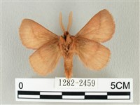 褐斜帶枯葉蛾藏品圖，第2張