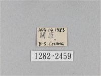 褐斜帶枯葉蛾藏品圖，第3張