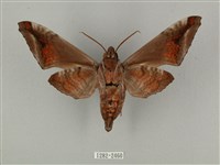 全緣缺角天蛾藏品圖，第2張