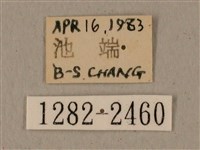 全緣缺角天蛾藏品圖，第3張