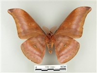 紅目天蠶蛾藏品圖，第2張