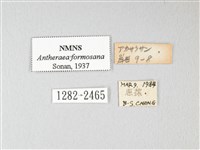 紅目天蠶蛾藏品圖，第3張