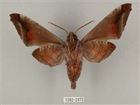 全緣缺角天蛾藏品圖，第2張