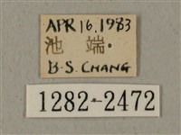 全緣缺角天蛾藏品圖，第3張