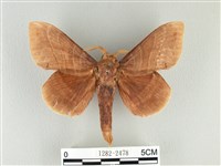 松大毛蟲藏品圖，第1張