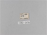 松大毛蟲藏品圖，第3張