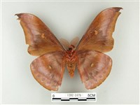 紅目天蠶蛾藏品圖，第2張