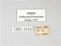 紅目天蠶蛾藏品圖，第3張