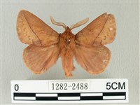 褐斜帶枯葉蛾藏品圖，第1張