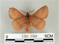 褐斜帶枯葉蛾藏品圖，第2張