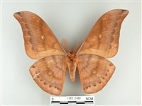 大透目天蠶蛾藏品圖，第2張