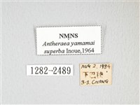 大透目天蠶蛾藏品圖，第3張